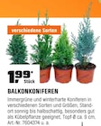 Balkonkoniferen im Angebot bei OBI in Seevetal Balkonkoniferen Angebote bei OBI Seevetal für 1,99 €