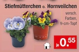 Stiefmütterchen oder Hornveilchen Angebote bei Zimmermann Hildesheim für 0,55 €