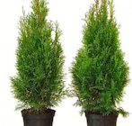 Thuja Smaragd Angebote bei Wreesmann Cottbus für 6,99 €
