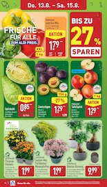 Chrysantheme im ALDI Nord Prospekt in Potsdam Aktueller ALDI Nord Prospekt mit Chrysantheme, "Aktuelle Angebote", Seite 28