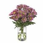 Chrysanthemen für 2,49 € bei Lidl im Angebot Chrysanthemen im aktuellen Lidl Prospekt