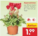 Aktuelles Alpenveilchen Angebot bei Netto Marken-Discount in Erlangen ab 1,99 €