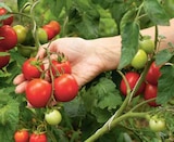 Mini Rispentomaten Angebot im Marktkauf Prospekt Mini Rispentomaten im Marktkauf Prospekt zum Preis von 1,00 €