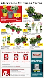 Blumenzwiebeln Angebot im aktuellen toom Baumarkt Prospekt auf Seite 2