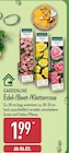 Edel-/Beet-/Kletterrose von GARDENLINE im aktuellen ALDI Nord Prospekt für 1,99 €