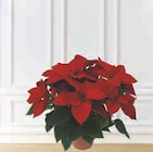 Poinsettia - U - Super U à Metz Poinsettia - U en promo chez Super U Metz à 8,99 €