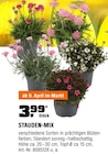 Stauden-Mix Angebote bei OBI Unna für 3,99 €