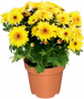 Chrysantheme im Angebot bei Netto Marken-Discount in Gera Chrysantheme Angebote bei Netto Marken-Discount Gera für 2,49 €