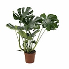 Promo Monstera Deliciosa ECLOZ à 19,99 € dans le catalogue Gamm vert à Montbazens