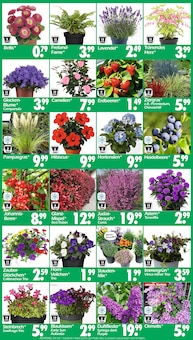 Hortensie im Wreesmann Prospekt "DEIN SAISON- & SONDERPOSTENMARKT!" mit 20 Seiten (Dresden)