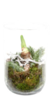 Aktuelle Zimmerpflanzen Angebote bei Thomas Philipps in Essen Aktuelles Amaryllis im Glas Angebot bei Thomas Philipps in Essen ab 9,99 €