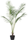 Aktuelle Zimmerpflanzen Angebote bei Rusta in Essen Aktuelles Palme Angebot bei Rusta in Essen ab 23,90 €
