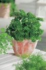 Plante aromatique dans le catalogue Carrefour