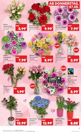 Aktueller Kaufland Prospekt mit Hortensie, "KNÜLLER", Seite 8