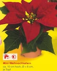 Mini-Weihnachtsstern im Angebot bei Netto Marken-Discount in Schwerte Mini-Weihnachtsstern Angebote bei Netto Marken-Discount Schwerte für 1,00 €