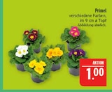 Aktuelle Pflanzen Angebote bei Marktkauf in Fürth Aktuelles Primel Angebot bei Marktkauf in Fürth ab 1,00 €