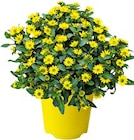 Husarenknöpfchen bei BayWa Bau- und Gartenmärkte im Prospekt "" für 2,29 €