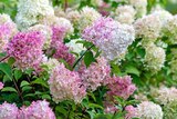 Hortensia paniculé ECLOZ - ECLOZ en promo chez Jardiland Asnières-sur-Seine à 16,99 €