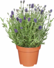 Lavendel im Angebot bei Netto Marken-Discount in Lemgo Lavendel Angebote bei Netto Marken-Discount Lemgo für 2,29 €