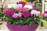 Hagebaumarkt Lotte - Alpenveilchen Angebot im Prospekt Alpenveilchen bei Hagebaumarkt im Lotte Prospekt für 2,29 €
