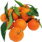 Spanien Clementinen mit Blatt bei EDEKA im Stadtlohn Prospekt für 1,99 €