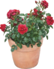 Rosier odorant gros boutons - GARDENLINE - Aldi Rosier odorant gros boutons - GARDENLINE à 6,99 € dans le catalogue Aldi