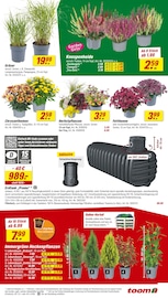 Chrysantheme im toom Baumarkt Prospekt in München Aktueller toom Baumarkt Prospekt mit Chrysantheme, "Respekt, wer's selber macht.", Seite 3