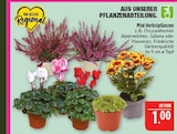 Mini Herbstpflanzen Angebote bei Marktkauf Leipzig für 1,00 €