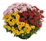 Chrysantheme im OBI Prospekt Herbst-Chrysantheme 'Trio' im aktuellen OBI Prospekt für 3,99 €