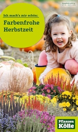 Aktueller Pflanzen Kölle Garten & Pflanzen Prospekt in Zaberfeld und Umgebung, "Farbenfrohe Herbstzeit!" mit 12 Seiten, 07.10.2024 - 03.11.2024