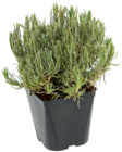Lavande angustifolia à 4,99 € dans le catalogue Truffaut
