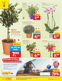Gemüsepflanzen Angebot im aktuellen Netto Marken-Discount Prospekt auf Seite 33