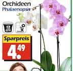 Orchideen Phalaenopsis bei Wreesmann im Ostrhauderfehn Prospekt für 4,49 €