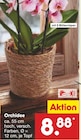 Orchidee im Angebot bei Netto Marken-Discount in Hannover Orchidee Angebote bei Netto Marken-Discount Hannover für 8,88 €