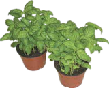 Basilikum im V-Markt Prospekt Basilikum von im aktuellen V-Markt Prospekt für 1,29 €