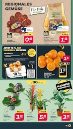 Kartoffeln Angebot & Preis im aktuellen Netto mit dem Scottie Prospekt Kartoffeln Angebot im aktuellen Netto mit dem Scottie Prospekt auf Seite 3