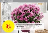 Intermarché - Chrysanthème Pompon Pot 17 cm Unicolore : offre du catalogue Promo Chrysanthème Pompon Pot 17 cm Unicolore à 3,99 € dans le catalogue Intermarché ""