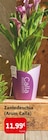 Zantedeschia (Arum Calla) en promo chez Colruyt Zantedeschia (Arum Calla) dans le catalogue Colruyt