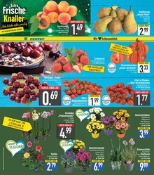 EDEKA Pflanzen im Prospekt EDEKA Pflanzen im Prospekt