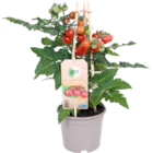 Gourmetgemüse-Pflanzen „Pick and Joy“ Angebot in Bertsdorf-Hörnitz Gourmetgemüse-Pflanzen „Pick and Joy“ im aktuellen Prospekt bei OBI in Bertsdorf-Hörnitz