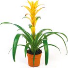 Bromelia  im aktuellen Netto mit dem Scottie Prospekt für 4,49 €