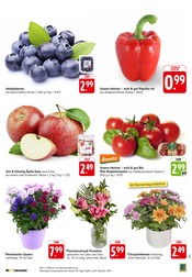 Blumen im E center Prospekt in Bensheim Aktueller E center Prospekt mit Blumen, "Aktuelle Angebote", Seite 3