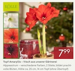 Topf-Amaryllis im Pflanzen Kölle Prospekt Topf-Amaryllis von Kölle im aktuellen Pflanzen Kölle Prospekt für 7,99 €