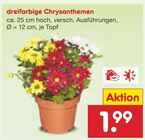 dreifarbige Chrysanthemen im Angebot bei Netto Marken-Discount in Mühlhausen dreifarbige Chrysanthemen Angebote bei Netto Marken-Discount Mühlhausen für 1,99 €