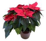 Truffaut La Patte d'Oie - Promo Poinsettia Promo Poinsettia à 14,99 € dans le catalogue Truffaut à La Patte d'Oie