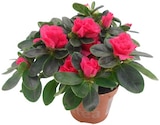 Aktuelle Pflanzen Angebote bei Penny in Aachen Aktuelles Azalee Angebot bei Penny in Aachen ab 2,99 €