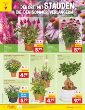 Aktueller Netto Marken-Discount Prospekt mit Stauden, "Aktuelle Angebote", Seite 8