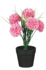 Fleurs “Pompon” en pot en promo chez Bazarland Perpignan à 2,99 €