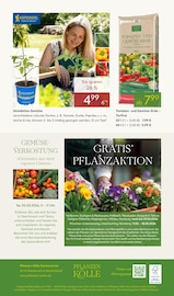 Aktueller Pflanzen Kölle Prospekt mit Gemüse, "BLÜHENDE DUFTOASE", Seite 14