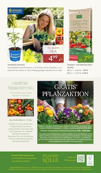 Tomaten im Pflanzen Kölle Prospekt "BLÜHENDE DUFTOASE" mit 14 Seiten (München)
